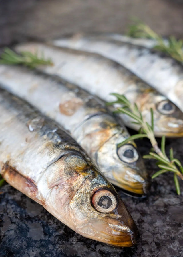 Frozen Raw Sardines